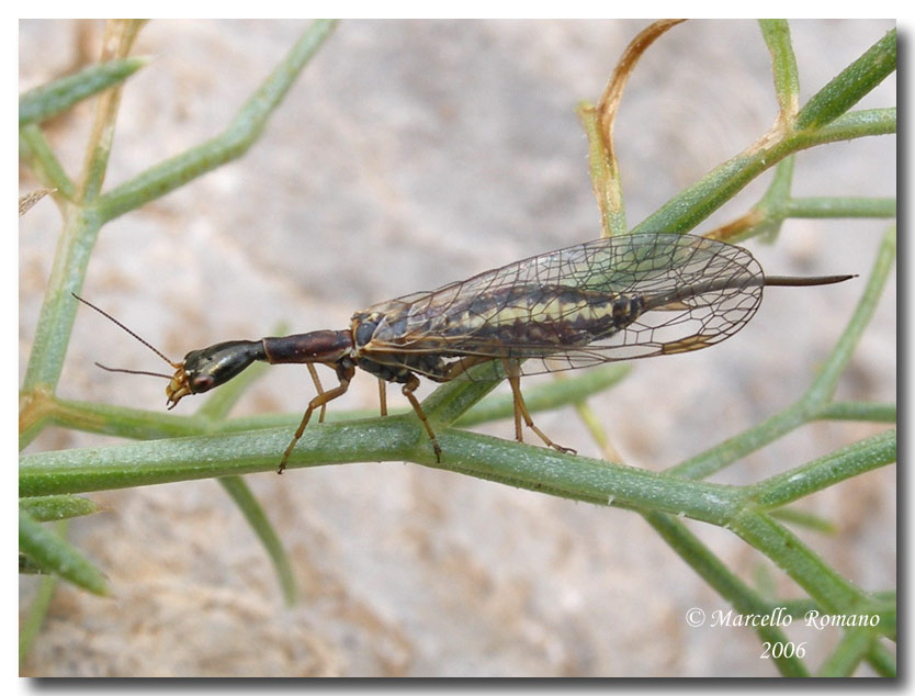 Xanthostigma corsicum (Raphidioptera, Raphidiidae)